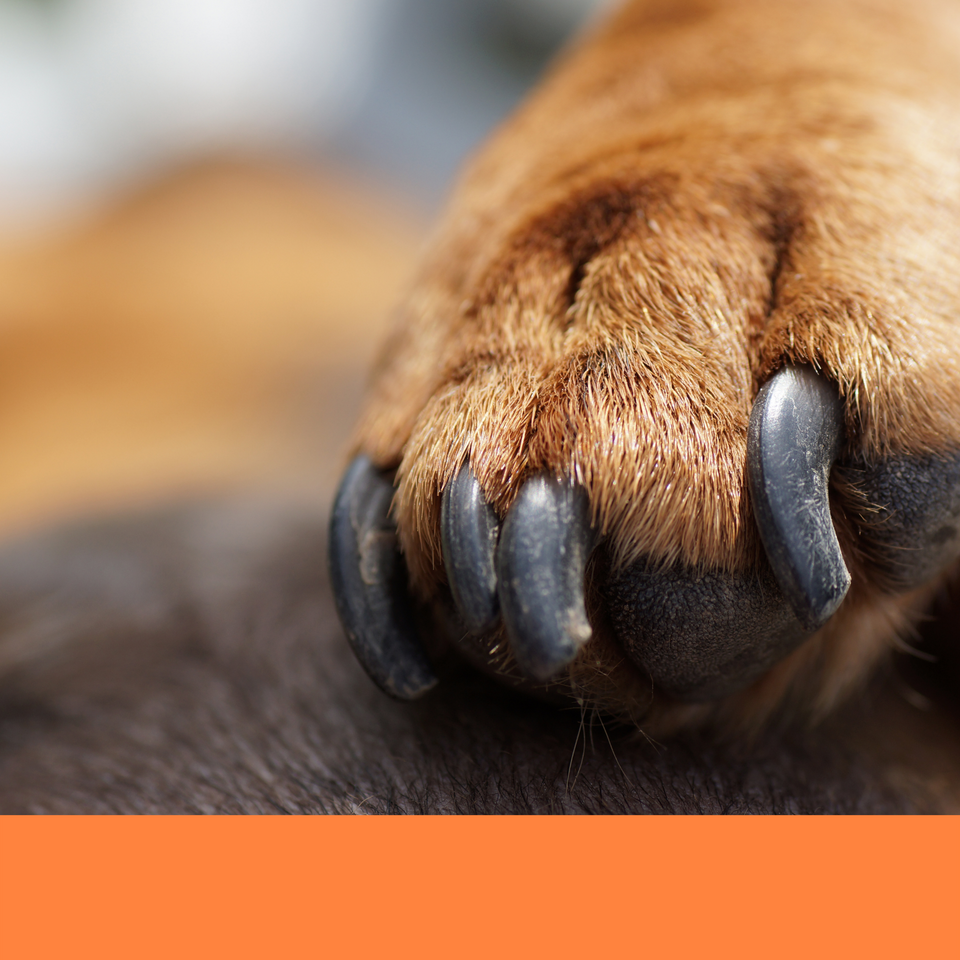 dog grooming salon dog groomer boca raton best nail clipping drummer