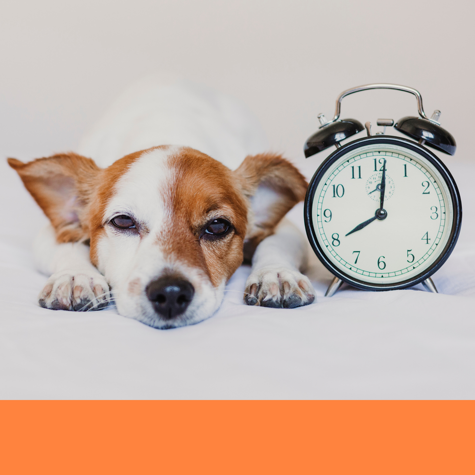 dog grooming dog groomer Boca Raton best express service fast 