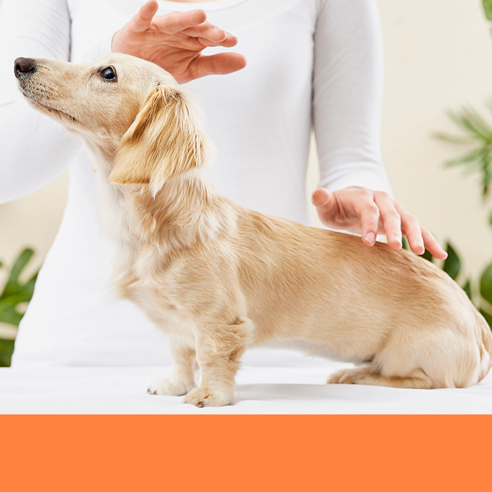 dog bath dog brushing dog reiki Boca Raton grooming east Boca Raton groomer dog grooming dog groomer dog bath Boca Raton best salon 