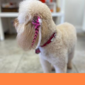 dog grooming dog groomer Boca Raton best spa salon bath full groom face trim Boca Raton best groomer feather extensions dog lover dog reiki