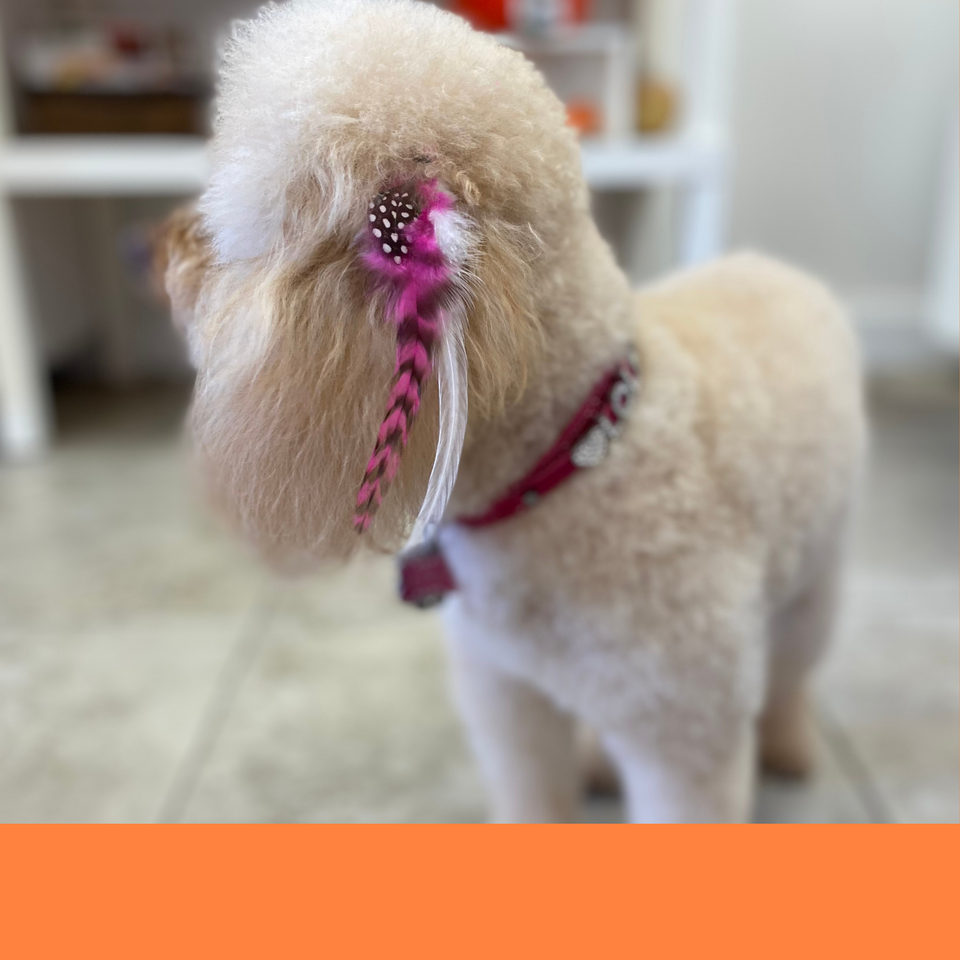 dog grooming dog groomer Boca Raton best spa salon bath full groom face trim Boca Raton best groomer feather extensions dog lover dog reiki