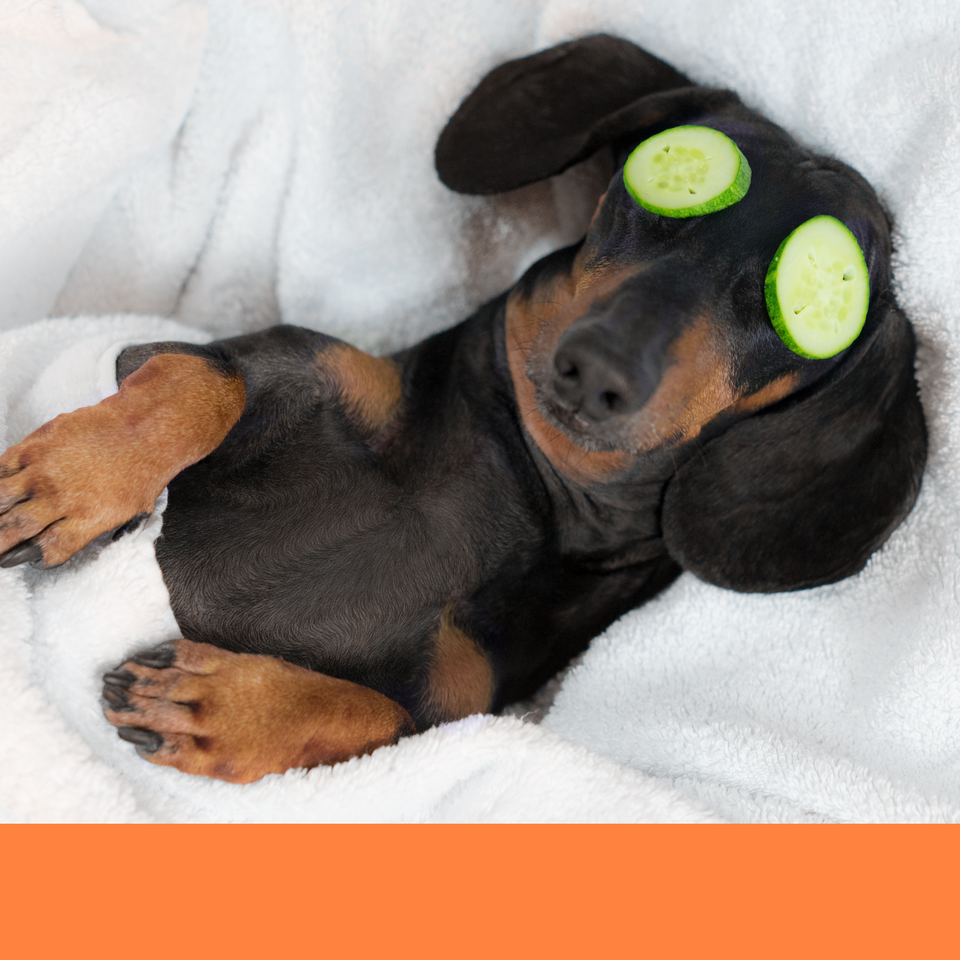 dog massage dog grooming dog groomer Boca Raton best