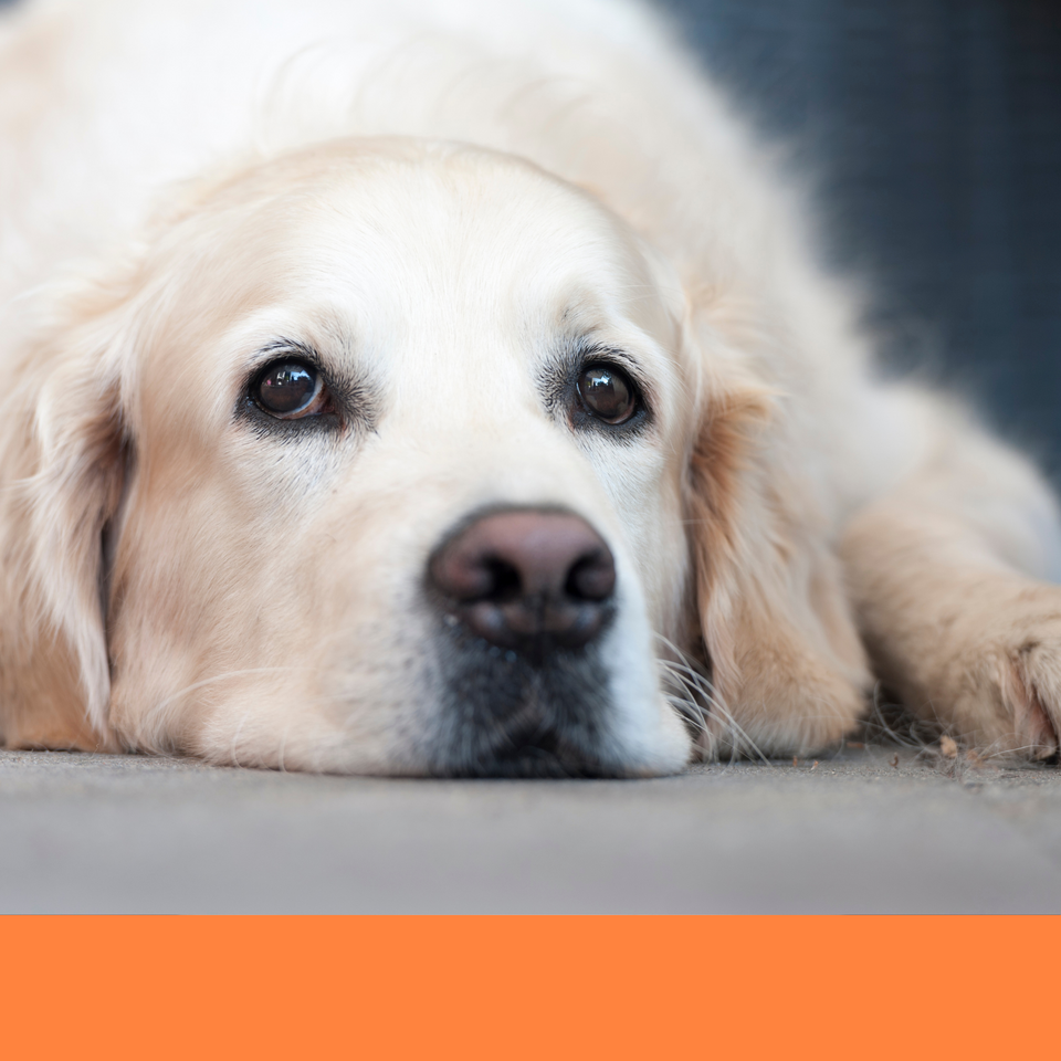 de shed treatment dog grooming dog groomer Boca Raton best shedding 