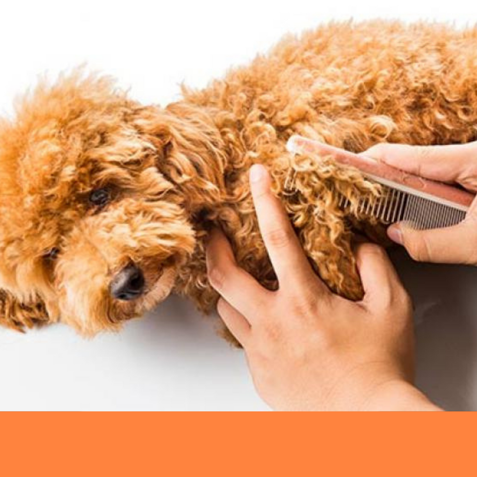 dog grooming dog groomer de matting matted dog Boca Raton best