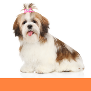 dog grooming dog groomer Boca Raton best spa salon bath full groom face trim