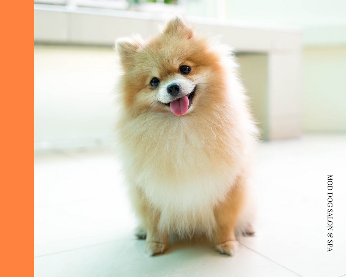 dog grooming Boca Raton best dogs bath spa