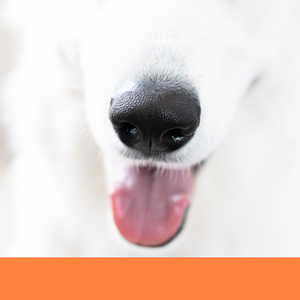 dog grooming teeth cleaning teeth brushing dog groomer Boca Raton best
