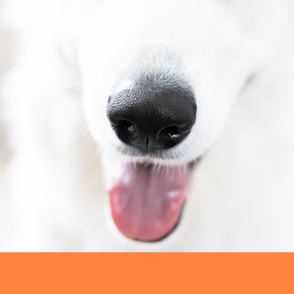 dog grooming teeth cleaning teeth brushing dog groomer Boca Raton best