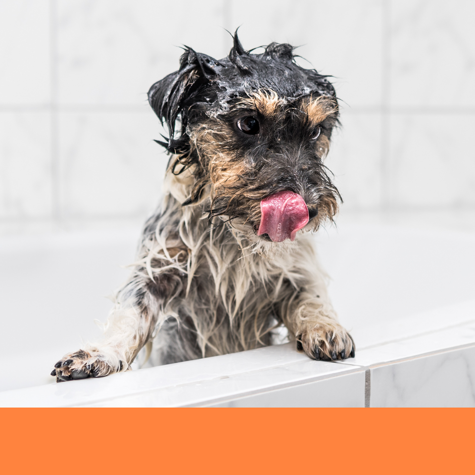 dog grooming bath Boca Raton best