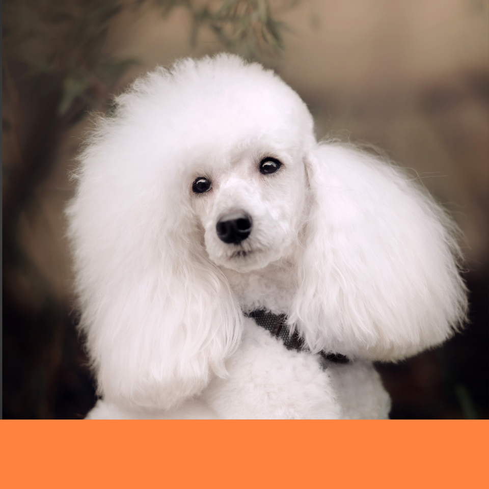 dog groomer dog grooming Boca Raton best bath face trim 