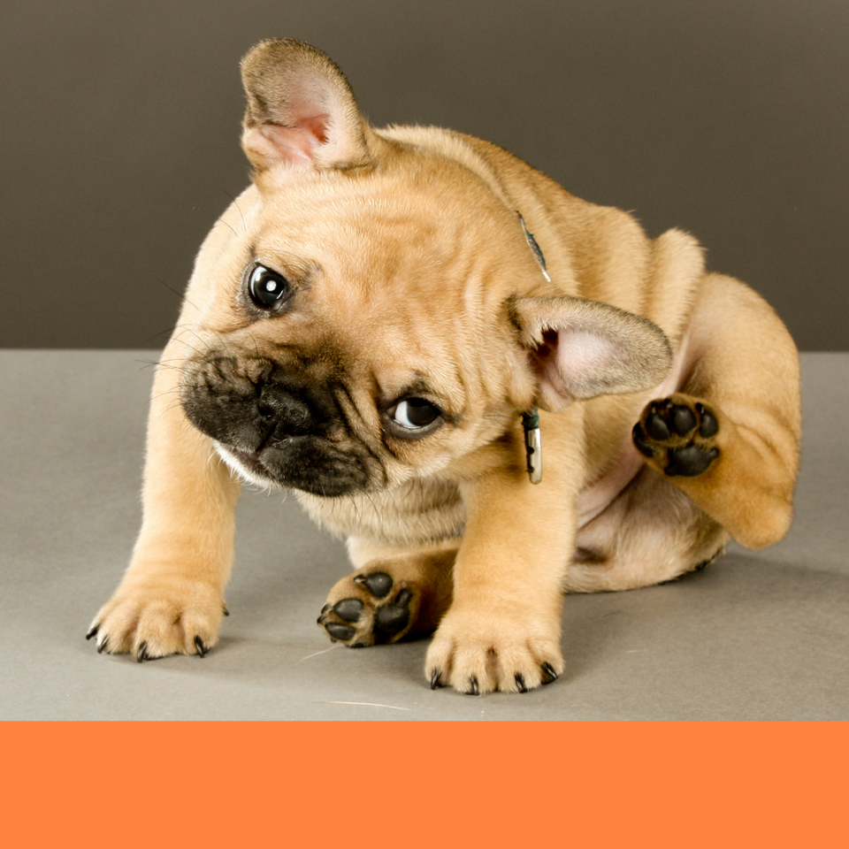 dog grooming dog groomer dog bath natural tick flea bath medicated tick flea bath boca raton best